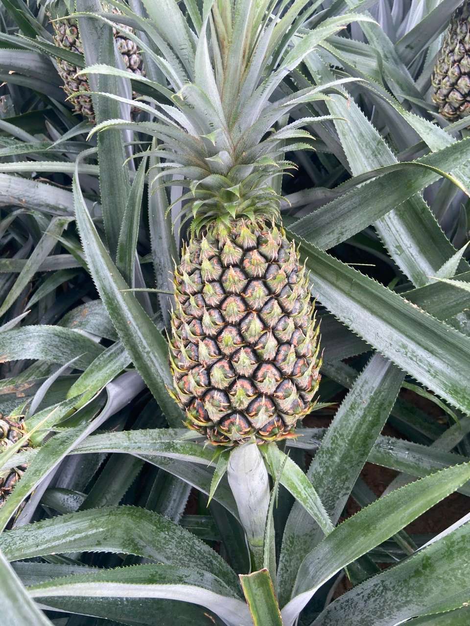 Pineapple growing on the plant