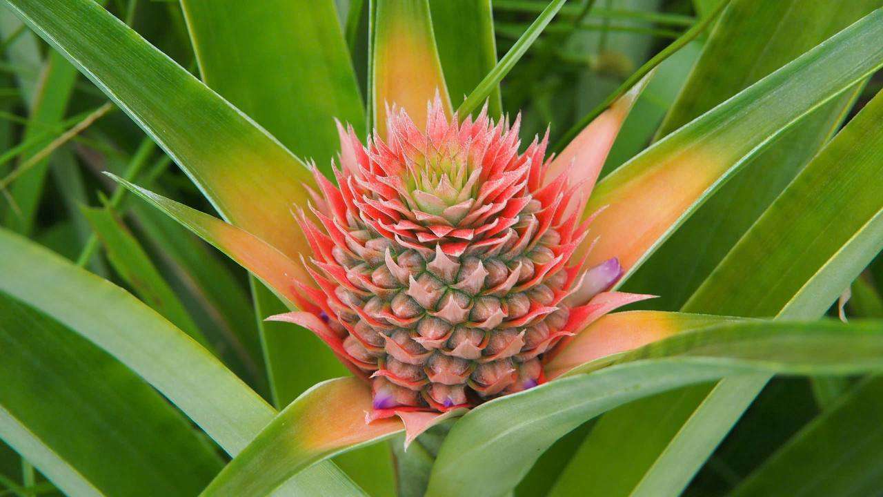 Pineapple plant