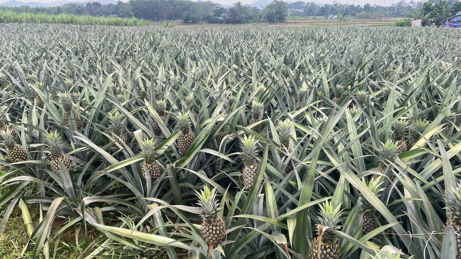Pineapple growing area